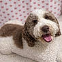 adorable, animal, background, brown_and_white, canine, close_up, curly_hair, cute, dog, face, fluffy, friendly, fur, happy, heart_pattern, indoor, pet, portrait, smiling, tongue_out