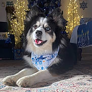 Clark joined the competition — help win amazing prizes! dog, heterochromia, bandana, lying_down, indoor, rug, holiday_lights, decorations, hanukkah, festive, black_and_white, fluffy, tongue_out, pet, cozy, celebration, smiling, home, background, happy