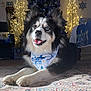 dog, heterochromia, bandana, lying_down, indoor, rug, holiday_lights, decorations, hanukkah, festive, black_and_white, fluffy, tongue_out, pet, cozy, celebration, smiling, home, background, happy