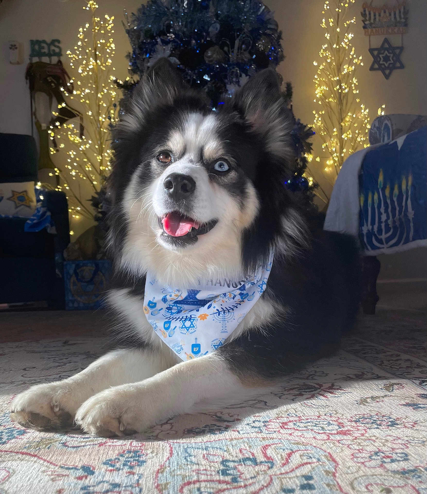 Clark joined the competition — help win amazing prizes! dog, heterochromia, bandana, lying_down, indoor, rug, holiday_lights, decorations, hanukkah, festive, black_and_white, fluffy, tongue_out, pet, cozy, celebration, smiling, home, background, happy