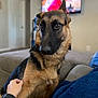 dog, german_shepherd, pet, indoor, living_room, couch, hand, paw, furniture, television, blurred_background, brown_fur, black_fur, watching, companion, domestic_animal, cozy, relaxed, person, wristband