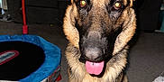 Milo is registered to the contest to win money with this photo: dog, german_shepherd, indoor, pet, animal, canine, tongue_out, ears, carpet, couch, window, blinds, trampoline, living_room, fur, alert, front_view, domestic, mammal, happy