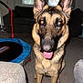 dog, german_shepherd, indoor, pet, animal, canine, tongue_out, ears, carpet, couch, window, blinds, trampoline, living_room, fur, alert, front_view, domestic, mammal, happy