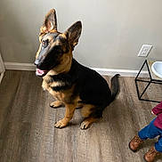 Milo is registered to the contest to win money with this photo: dog, german_shepherd, puppy, indoor, wooden_floor, wall, power_outlet, pet_bowl, feeding_station, child, boots, pants, sitting, looking_up, happy, ears_up, tail, brown, black, pet