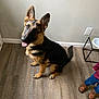 dog, german_shepherd, puppy, indoor, wooden_floor, wall, power_outlet, pet_bowl, feeding_station, child, boots, pants, sitting, looking_up, happy, ears_up, tail, brown, black, pet