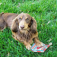 Drake is registered to the contest to win money with this photo: dog, long_hair, brown, grass, outdoor, toy, pet, animal, laying, looking, nature, green, paws, cute, playful, fur, canine, summer, daylight, garden