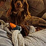Drake joined the competition — help win amazing prizes! dog, brown_dog, plush_toy, duck_toy, blanket, couch, pillow, indoor, pet, fur, cute, soft_texture, home, living_room, animal, cozy, domestic, attention, sitting, toy