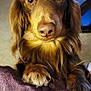 dog, long_hair, brown, close_up, paws, blanket, indoor, pet, animal, curious, soft_fur, canine, looking, cute, companion, friendly, mammal, domestic, resting, portrait