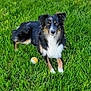 dog, grass, outdoor, pet, animal, playing, ball, canine, laying_down, fur, nature, summer, greenery, eyes, ears, muzzle, white_paws, black_fur, tan_markings, relaxed