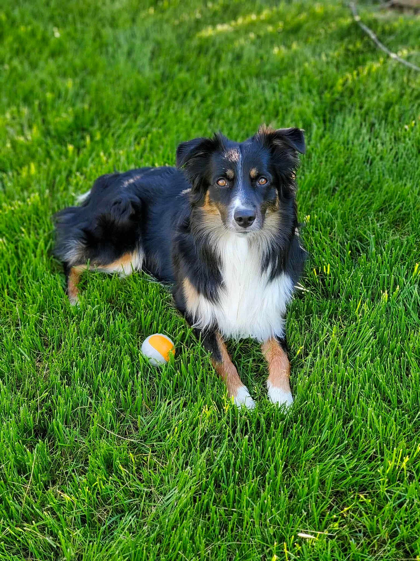 Benji