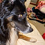 dog, black_fur, tan_fur, white_fur, bed, blanket, window, curtains, indoor, pet, animal, lying_down, side_view, ears, paws, fur, looking, room, toys, cozy