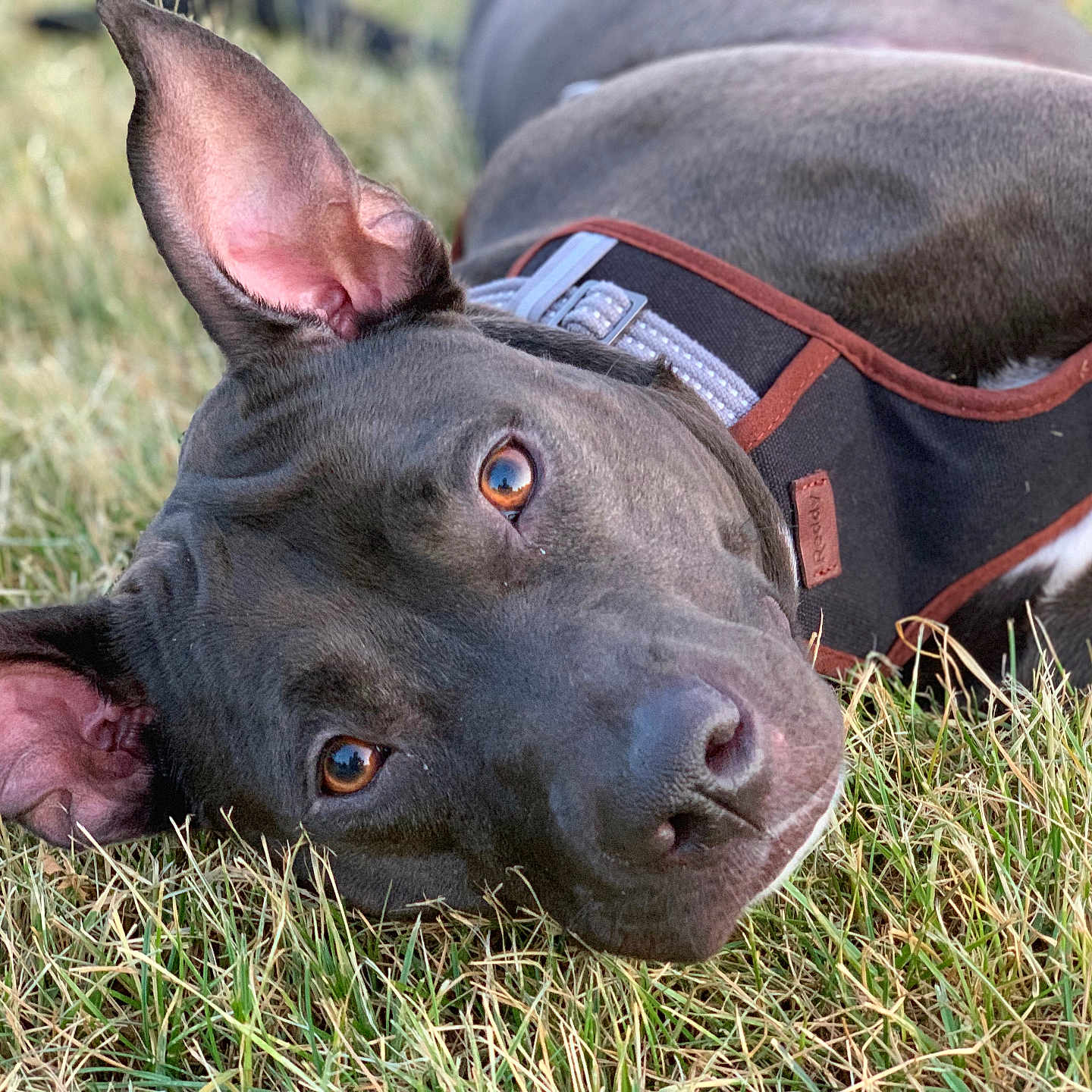 Lulu is registered to the contest to win money with this photo: animal, black_dog, brown_eyes, canine, close_up, daylight, dog, ears, fur, grass, harness, lying_down, muzzle, nature, outdoor, pet, portrait, relaxed, summer, watching