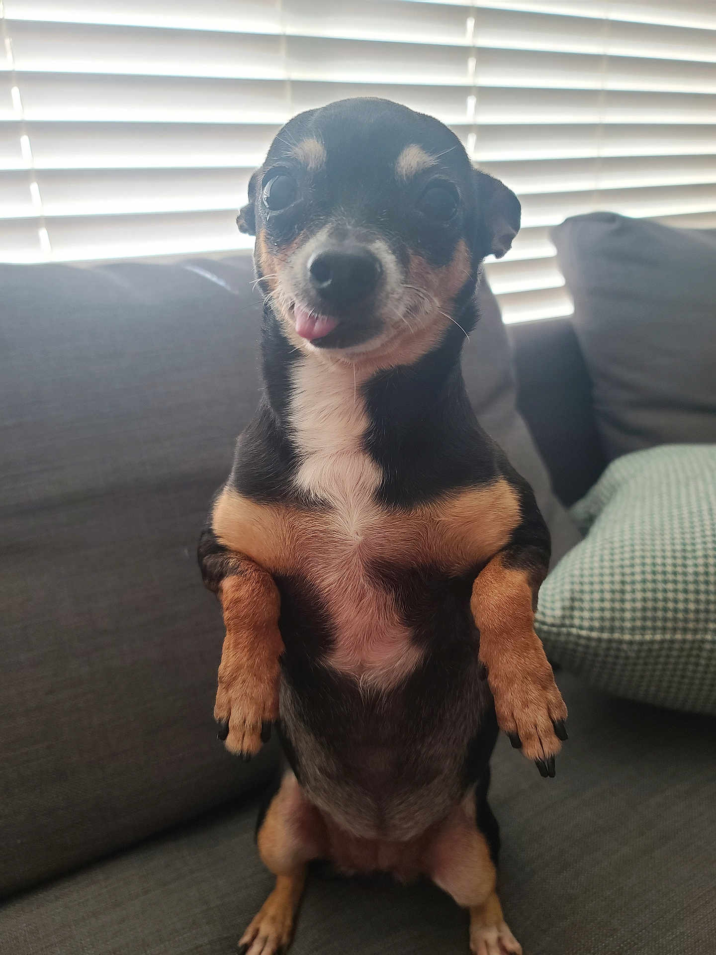 Stubz