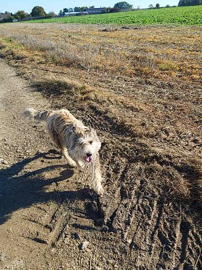 Pacha participe au concours pour gagner de l'argent avec cette photo : agriculture, canidae, carnivore, coast, dog, dog_breed, ecoregion, field, grass, grassland, landscape, plant, rock, sand, sky, soil, sporting_group, tail, tree, working_animal