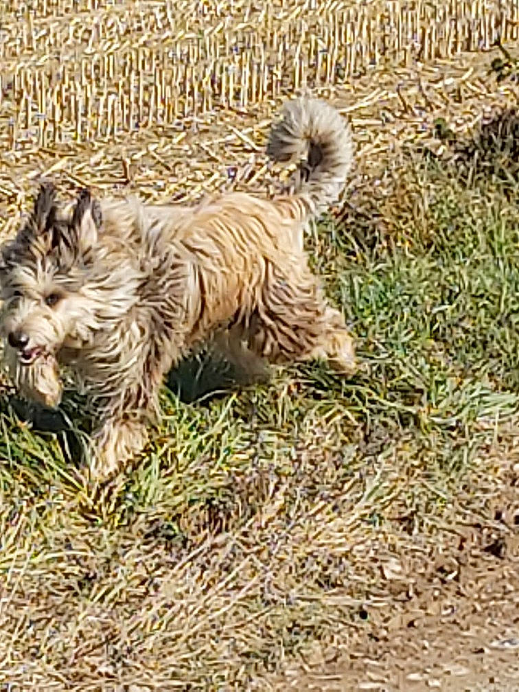 Pacha participe au concours pour gagner de l'argent avec cette photo : big_cats, canidae, carnivore, companion_dog, dog, dog_breed, fawn, felidae, fur, grass, grassland, groundcover, liver, snout, soil, sporting_group, tail, terrestrial_animal, terrier, water_dog