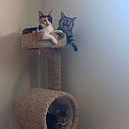 Nox joined the competition — help win amazing prizes! cat, cats, cat_tree, yawning, relaxing, indoor, pet, feline, animal, multi_level, tunnel, perch, calm, home, wall, paper_towel, soft_light, resting, play_structure, corner