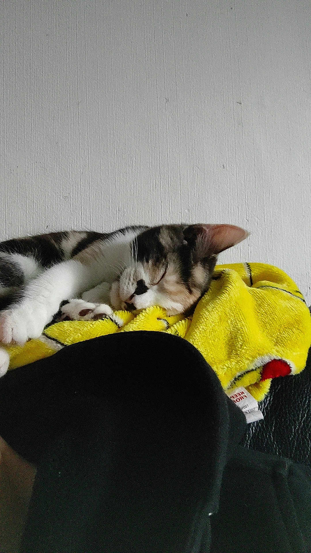 Tink joined the competition — help win amazing prizes! cat, sleeping, yellow_blanket, cozy, indoor, relaxed, feline, paw, fur, resting, domestic_animal, comfort, soft_texture, black_fabric, closeup, animal, quiet, peaceful, nap, pet