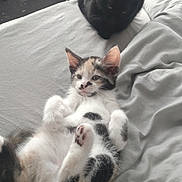 Tink is registered to the contest to win money with this photo: cat, kitten, black_cat, calico_cat, bed, blanket, indoor, pet, animal, relaxing, fur, whiskers, ears, paw, cute, laying_down, curious, household, furniture, sleepy