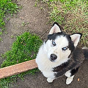 Everest is registered to the contest to win money with this photo: dog, husky, blue_eyes, pet, outdoor, grass, dirt, wooden_plank, canine, fur, animal, looking_up, black_and_white, ears, snout, paws, nature, companion, cute, friendly