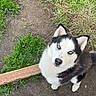 dog, husky, blue_eyes, pet, outdoor, grass, dirt, wooden_plank, canine, fur, animal, looking_up, black_and_white, ears, snout, paws, nature, companion, cute, friendly