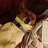 animal, bed, blanket, brown, collar, cozy, cute, dog, domestic_animal, ears, fur, indoor, looking_up, pet, pillow, relaxing, resting, sleepy, white, wooden_bed_frame