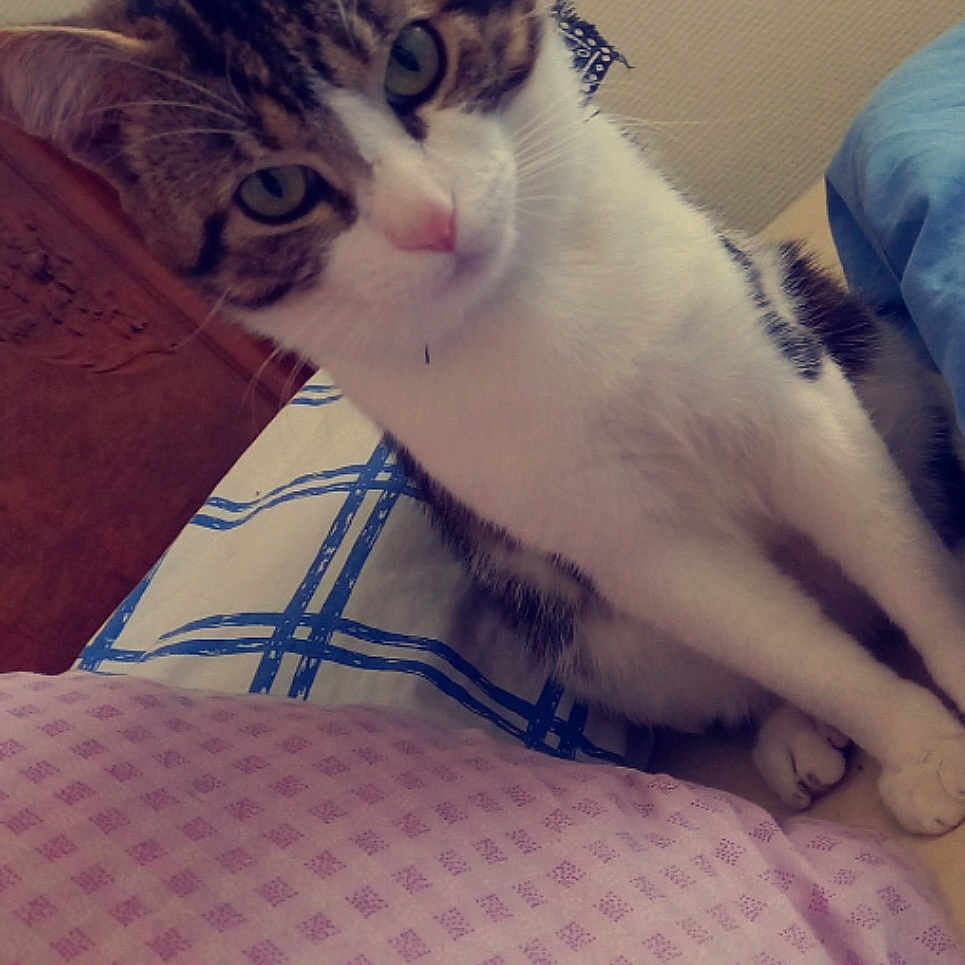 Marsou