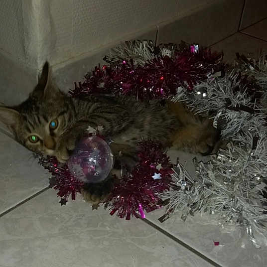 Chatchat Dit Tigrou