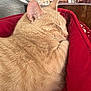 animal, beige, cat, closeup, comfort, cozy, cute, domestic_animal, feline, fluffy, fur, indoor, pet, red_blanket, relaxing, resting, sleeping, soft, warm, whiskers