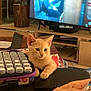 Vanille a rejoint le concours — aidez-le/la à gagner de superbes lots ! blurred_background, casual, cat, container, curious, electronics, hand, indoor, kitten, labeled, living_room, orange_cat, paw, person_hand, pet, sitting, small_objects, table, television, wooden_furniture