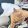 animal, bed, beige_cat, blanket, cat, comfort, cozy, cute, decor, fan, feline, furniture, home, indoor, pet, pillow, relaxed, resting, sleepy, warm