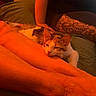 Praline a rejoint le concours — aidez-le/la à gagner de superbes lots ! cat, sleeping, person, arm, tattoo, leg, indoor, bed, blanket, resting, orange_light, cozy, relaxed, animal, pet, feline, human, casual, comfort, closeup