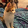 kitten, cat, calico, pet, indoor, blanket, patterned_blanket, furniture, clothing, household_items, curious, fur, whiskers, ears, paw, bed, cozy, domestic, young, animal