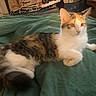 cat, calico, animal, pet, feline, fur, whiskers, indoor, blanket, green, resting, cute, cozy, tail, ears, eyes, wooden_furniture, cords, relaxed, domestic