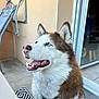 animal, blue_eyes, canine, chair, collar, dog, domestic_animal, door, floor, fur, happy, house, husky, leash, outdoor, patio, pet, sitting, smiling, wall