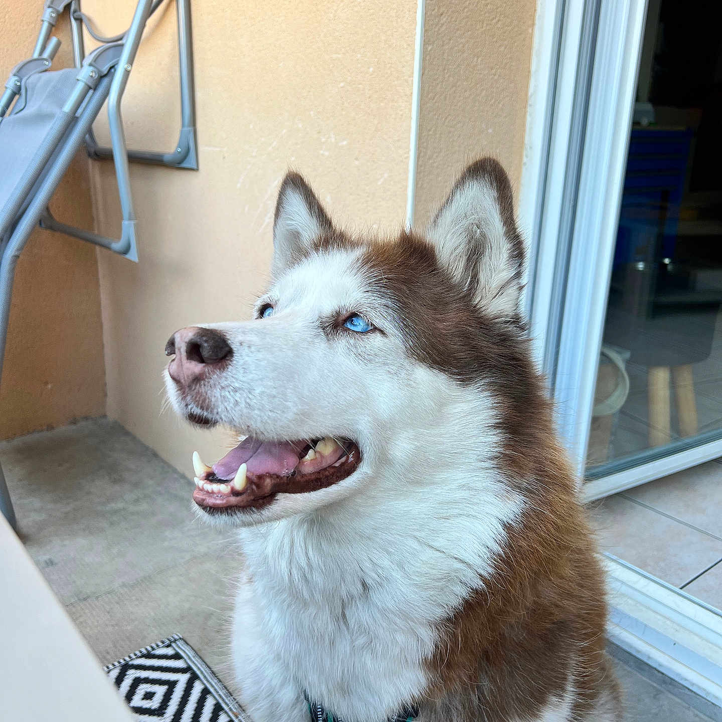 Nina Jean-Pierre a rejoint le concours — aidez-le/la à gagner de superbes lots ! animal, blue_eyes, canine, chair, collar, dog, domestic_animal, door, floor, fur, happy, house, husky, leash, outdoor, patio, pet, sitting, smiling, wall