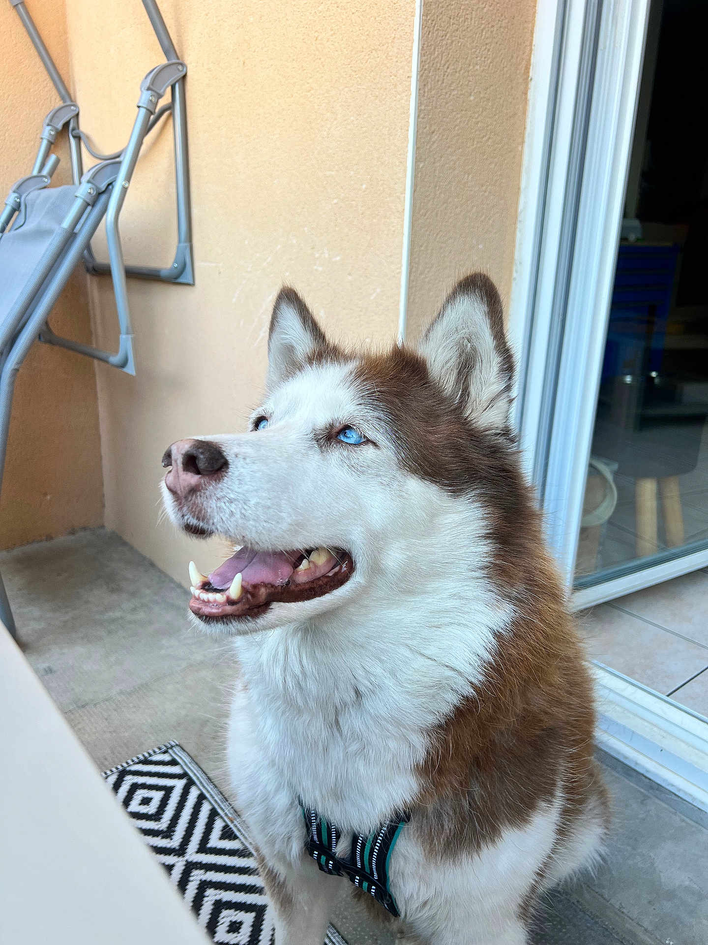 Nina Jean-Pierre a rejoint le concours — aidez-le/la à gagner de superbes lots ! animal, blue_eyes, canine, chair, collar, dog, domestic_animal, door, floor, fur, happy, house, husky, leash, outdoor, patio, pet, sitting, smiling, wall