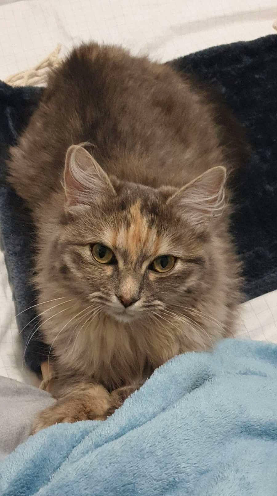 Rebelle a rejoint le concours — aidez-le/la à gagner de superbes lots ! british_longhair, carnivore, cat, comfort, domestic_short_haired_cat, eye, fawn, felidae, fur, hair, iris, maine_coon, ragdoll, small_to_medium_sized_cats, snout, terrestrial_animal, whiskers