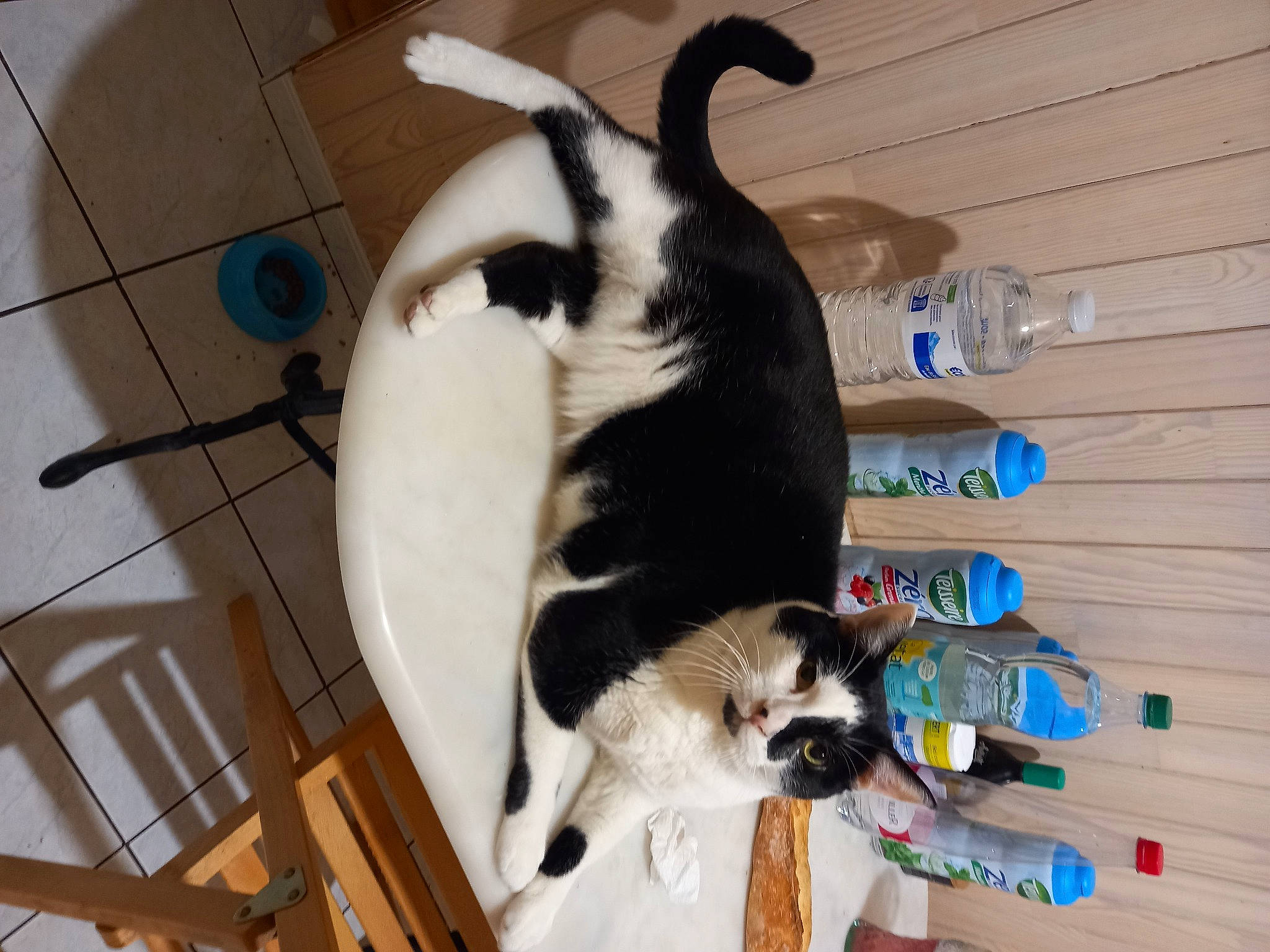 Ninja a rejoint le concours — aidez-le/la à gagner de superbes lots ! bottle, canidae, carnivore, cat, collar, comfort, companion_dog, dog_breed, domestic_short_haired_cat, felidae, fur, hardwood, pet_supply, plastic_bottle, small_to_medium_sized_cats, sporting_group, tail, whiskers, white, wood