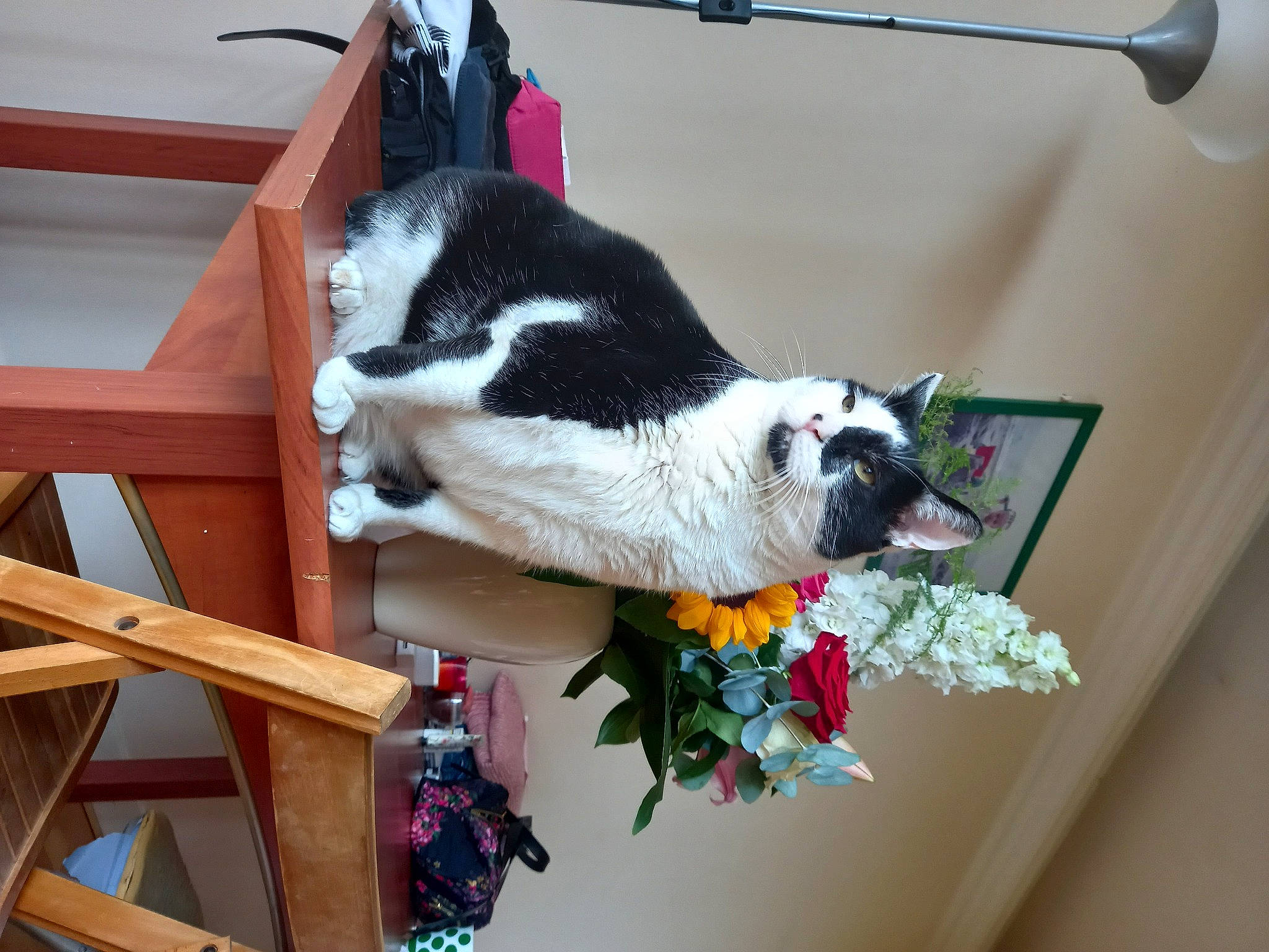 Ninja participe au concours pour gagner de l'argent avec cette photo : canidae, carnivore, cat, collar, domestic_short_haired_cat, felidae, flower, fur, plant, porch, small_to_medium_sized_cats, sporting_group, tail, whiskers, wood