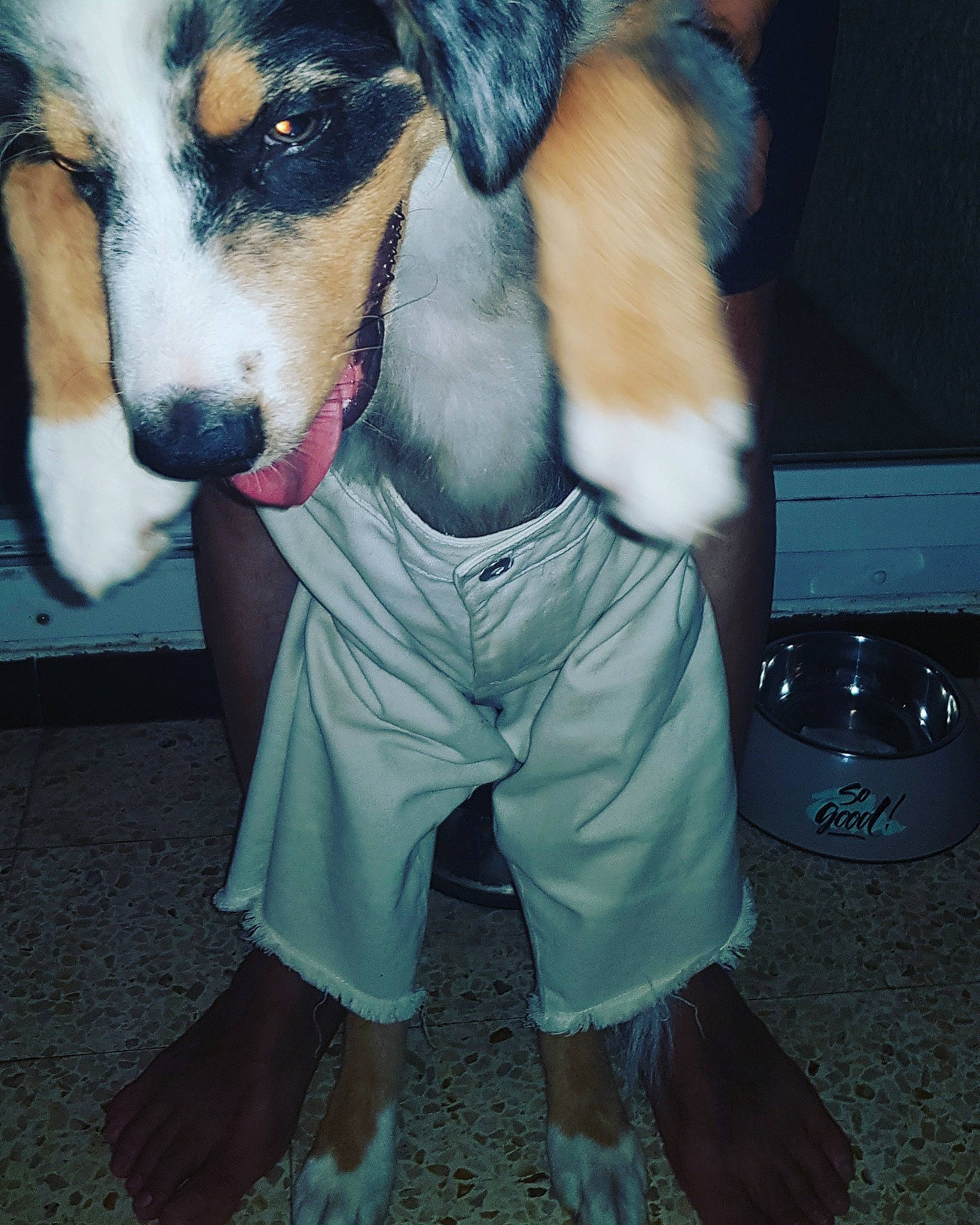 Pitchoune a rejoint le concours — aidez-le/la à gagner de superbes lots ! canidae, carnivore, dog, dog_breed, fur, mammal, snout