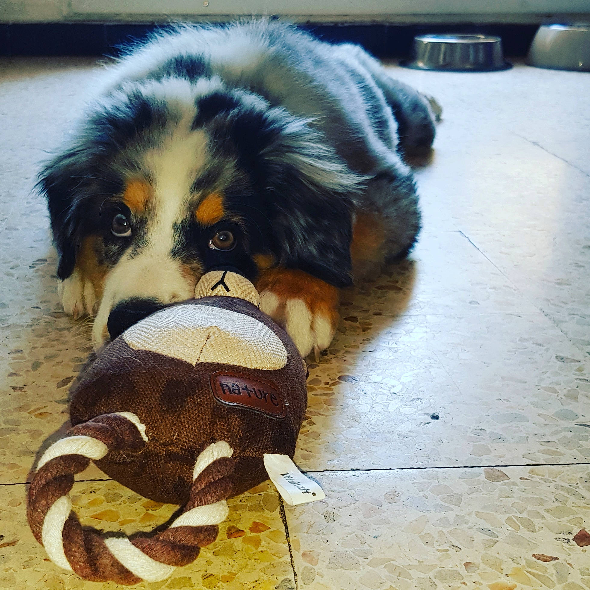 Pitchoune a rejoint le concours — aidez-le/la à gagner de superbes lots ! australian_shepherd, bernese_mountain_dog, canidae, carnivore, companion_dog, dog, dog_breed, fur, giant_dog_breed, mammal, miniature_australian_shepherd, moscow_watchdog, pyrenean_mastiff, snout, sporting_group, vertebrate, working_dog