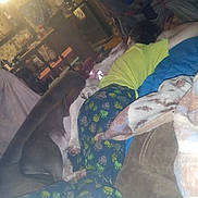 Twilight joined the competition — help win amazing prizes! child, dog, pajamas, couch, blanket, indoor, living_room, cozy, furniture, relaxing, sleeping, home, comfort, animal, pet, resting, casual, pillow, colorful_clothing, floor