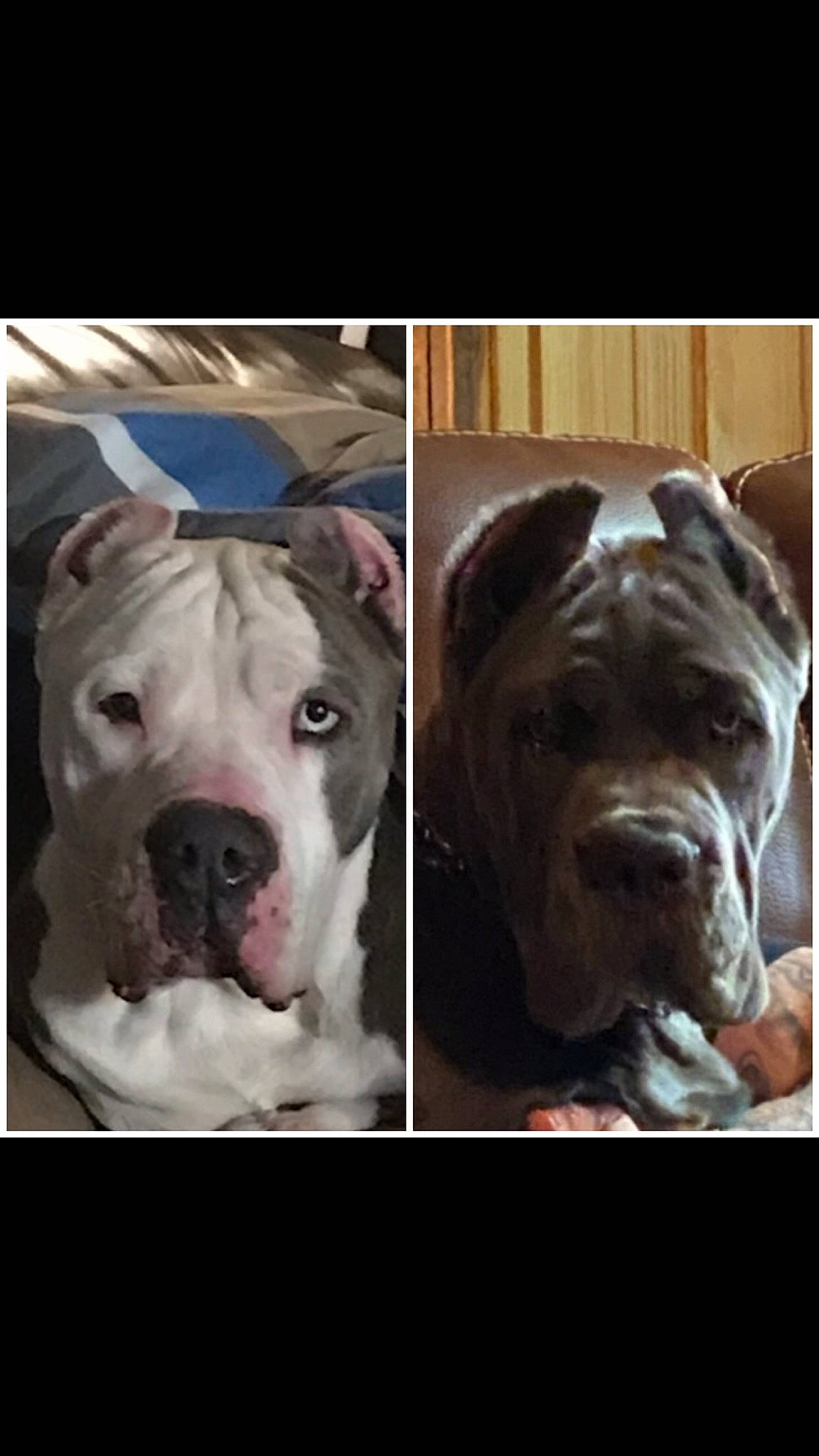 Freya joined the competition — help win amazing prizes! canidae, carnivore, companion_dog, dog, dog_breed, fawn, font, fur, liver, mammal, metal, photo_caption, selfie, snout, sporting_group, stock_photography, vertebrate, whiskers, working_animal, wrinkle