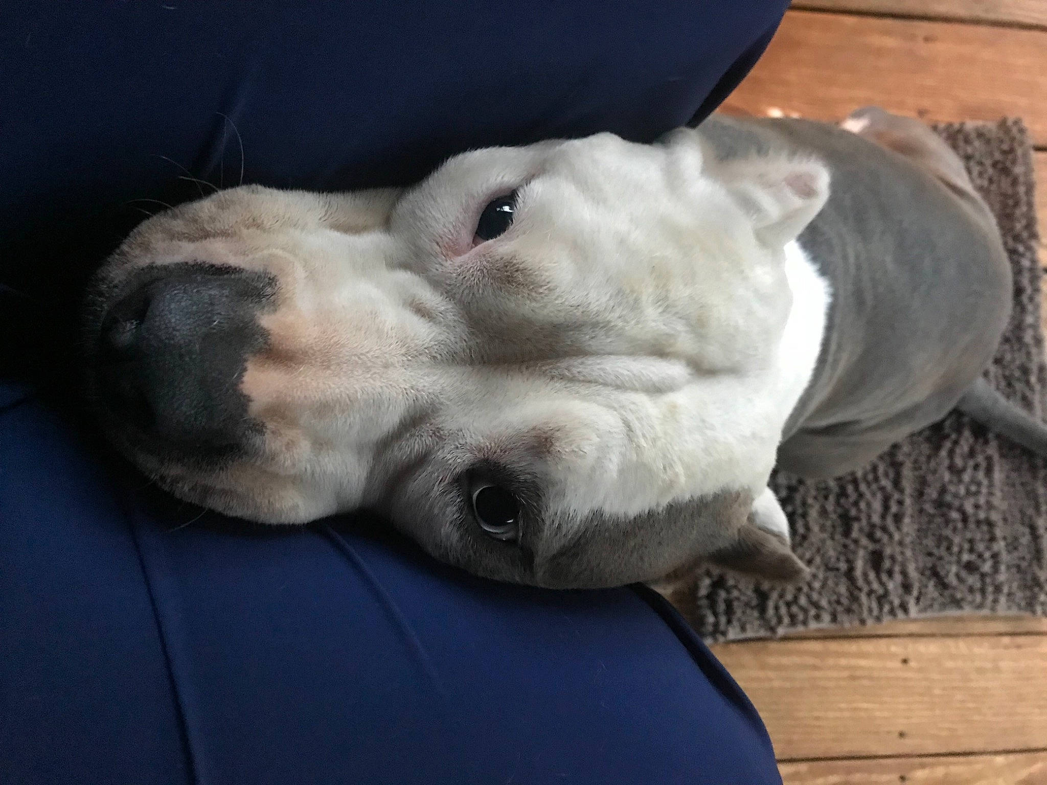 Freya is registered to the contest to win money with this photo: canidae, carnivore, collar, comfort, companion_dog, dog, dog_breed, ear, fawn, fur, jaw, non_sporting_group, puppy, retriever, snout, sporting_group, terrestrial_animal, whiskers, wood, working_animal