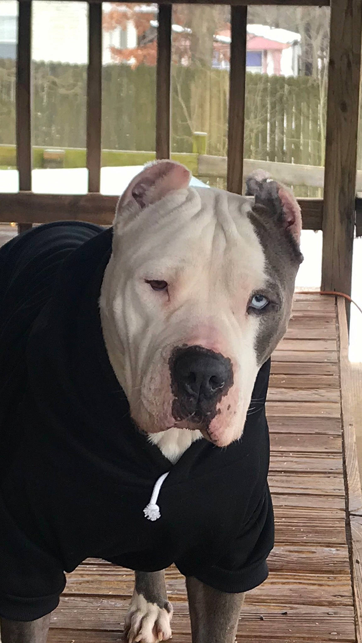 Freya joined the competition — help win amazing prizes! canidae, carnivore, collar, companion_dog, dog, dog_breed, dog_collar, dogo_guatemalteco, fawn, hardwood, molosser, non_sporting_group, snout, sporting_group, terrestrial_animal, whiskers, wood, working_animal, working_dog, wrinkle