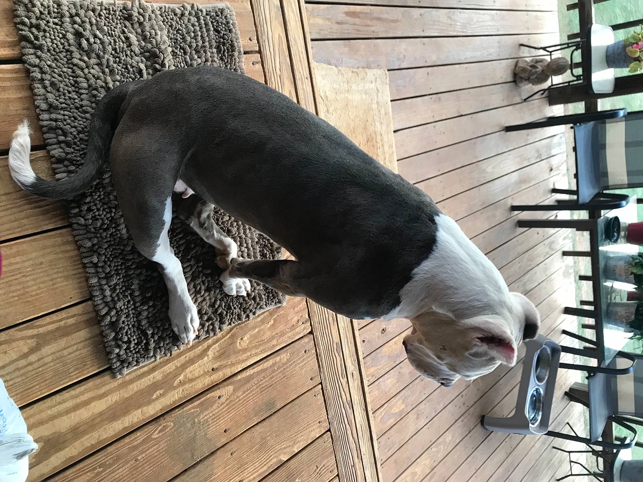 Freya joined the competition — help win amazing prizes! canidae, companion_dog, composite_material, dog, dog_breed, door_mat, flooring, fur, hardwood, pet_supply, plank, tail, terrestrial_animal, wood, working_animal