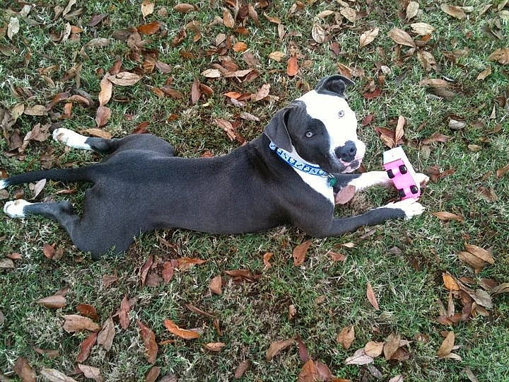 Sam joined the competition — help win amazing prizes! carnivore, collar, companion_dog, dog, dog_breed, dog_clothes, dog_collar, dog_supply, fawn, grass, leaf, leash, pet_supply, plant, snout, sporting_group, tail, terrier, toy, working_animal