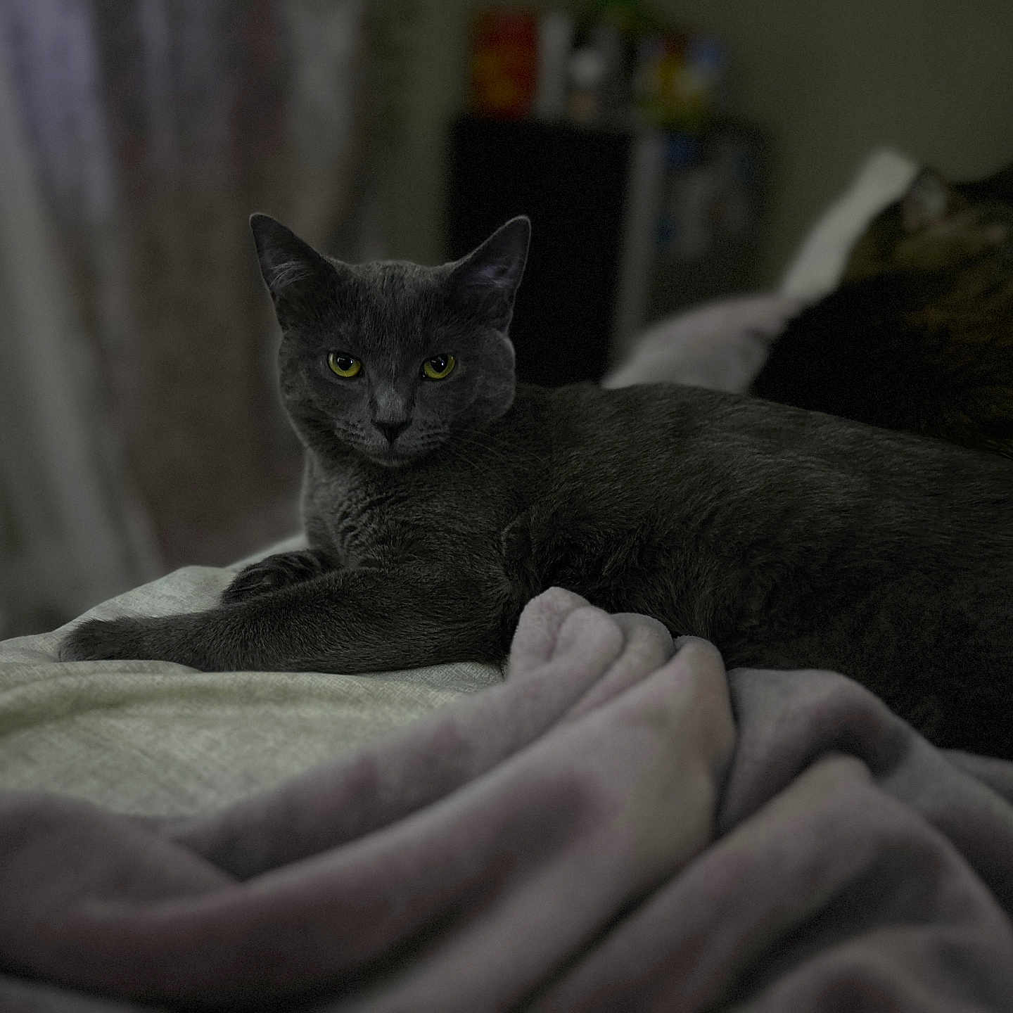 Blu is registered to the contest to win money with this photo: abyssinian, animal, bed, bedroom, blackcat, blanket, cat, couch, furniture, homedecor, indoors, kitten, laundry, linen, manx, pet, quilt, room, velvet