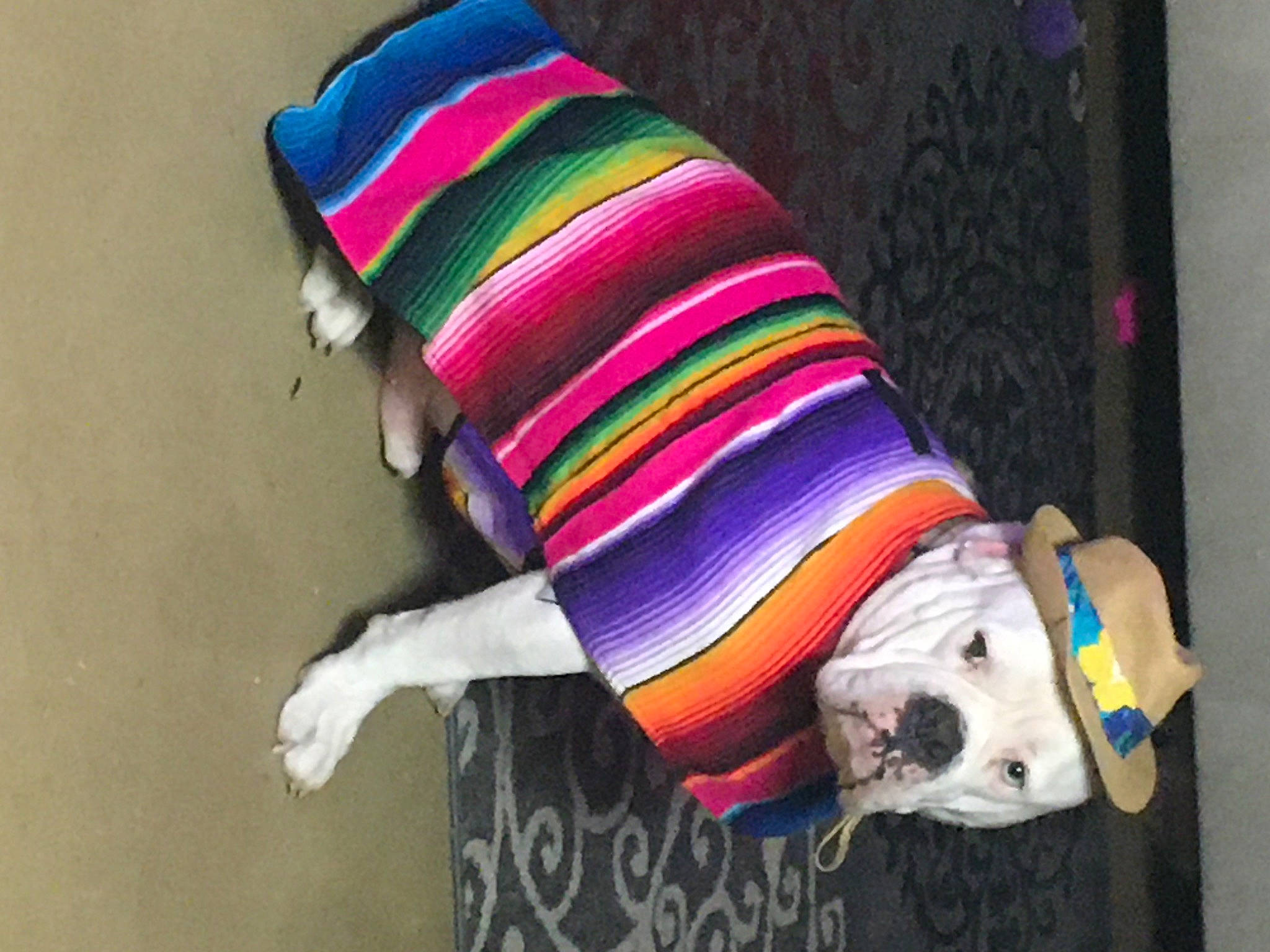 Bradley is registered to the contest to win money with this photo: carnivore, collar, companion_dog, dog, dog_breed, dog_clothes, dog_collar, dog_supply, fawn, linens, magenta, pattern, pet_supply, pink, sleeve, snout, tail, wool, woolen, working_animal