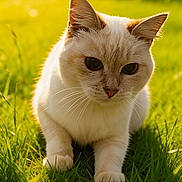 Olympe participe au concours pour gagner de l'argent avec cette photo : cat, feline, pet, grass, outdoors, sunlight, whiskers, paws, close_up, portrait, green, nature, cute, domestic_cat, ears, fur, meadow, playful, summer, ground